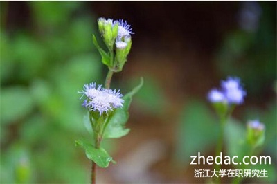 浙江大學(xué)在職研究生學(xué)費會很貴嗎? 浙江大學(xué)在職研究生學(xué)費會很貴嗎?